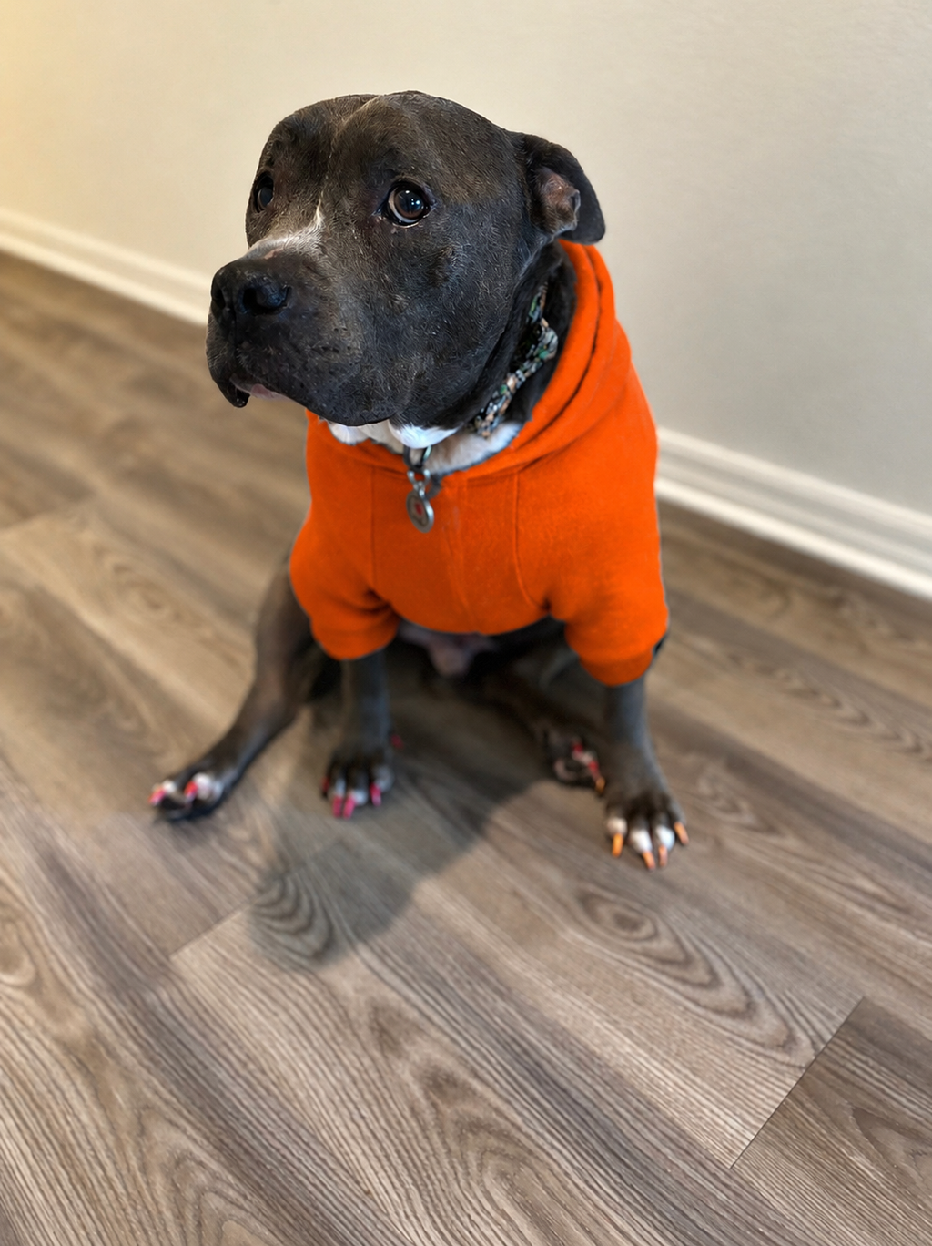 Claws After Dark Hoodie